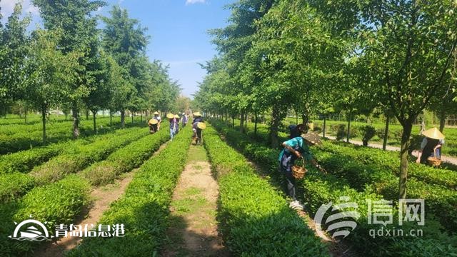 深入發(fā)展研學旅游 青島即墨激活鄉(xiāng)村振興新動能