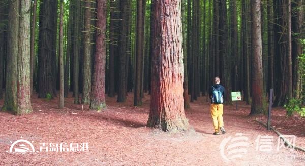 新西蘭各類福利：單身父母每周都能“領(lǐng)工資”