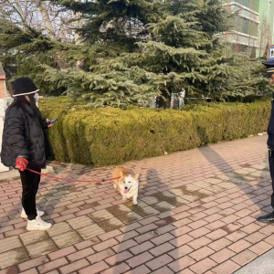 規(guī)范文明養(yǎng)犬   共建美好家園
