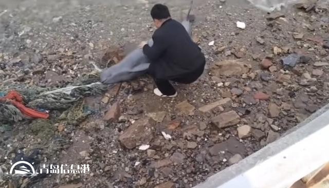 青島西海岸新區(qū)龍灣景區(qū)一江豚擱淺 熱心市民曾試圖援助