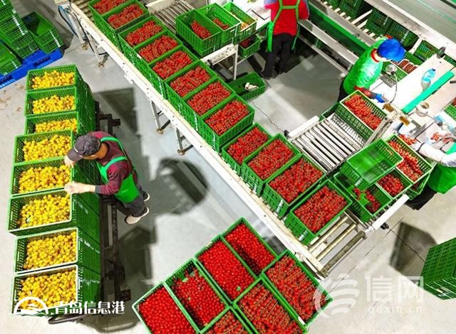年產(chǎn)量是傳統(tǒng)溫室6-8倍 萊西智慧農(nóng)業(yè)挑起農(nóng)民增收“金扁擔”