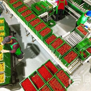 年產(chǎn)量是傳統(tǒng)溫室6-8倍 萊西智慧農(nóng)業(yè)挑起農(nóng)民增收“金扁擔”