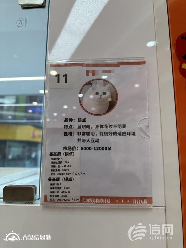 “免費領(lǐng)養(yǎng)”小貓咪暗藏套路 “貓貓貸”套住消費者