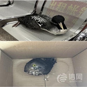 游客發(fā)現(xiàn)兩只國(guó)家保護(hù)動(dòng)物受傷 嶗山民警及時(shí)妥善救助