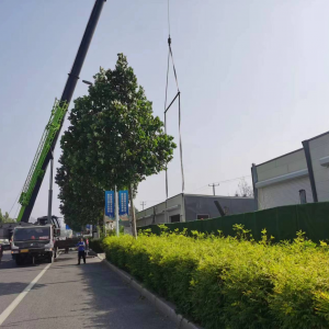 李園街道綜合行政執(zhí)法中隊：拆除存量違建不手軟