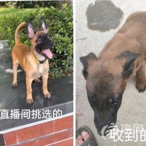 快手直播賣(mài)寵物卻讓“微信上聊” 私下交易貨不對(duì)板