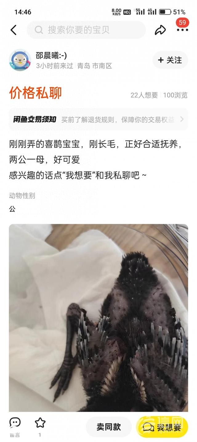 二手交易平臺(tái)上有人售賣喜鵲幼鳥(niǎo) 公安機(jī)關(guān)已介入調(diào)查
