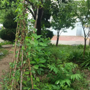 平度市東閣街道執(zhí)法中隊(duì)以“信”促“治”，攻堅(jiān)占綠毀綠行為 ...