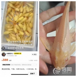 消費(fèi)者在閑魚幾百元買熱帶魚 到貨后發(fā)現(xiàn)是條“清道夫”